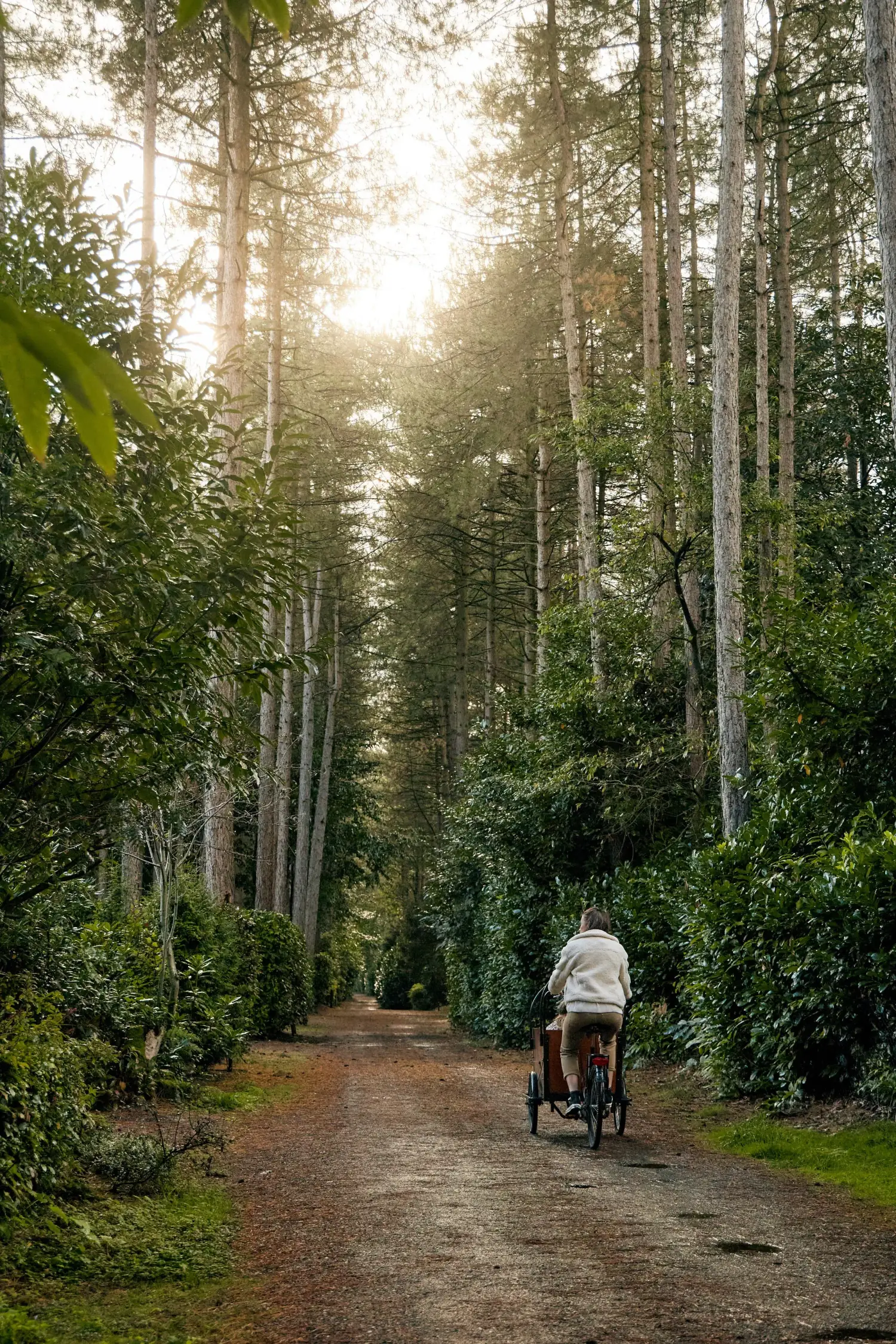 Fietsen tussen de hoge dennen op het park