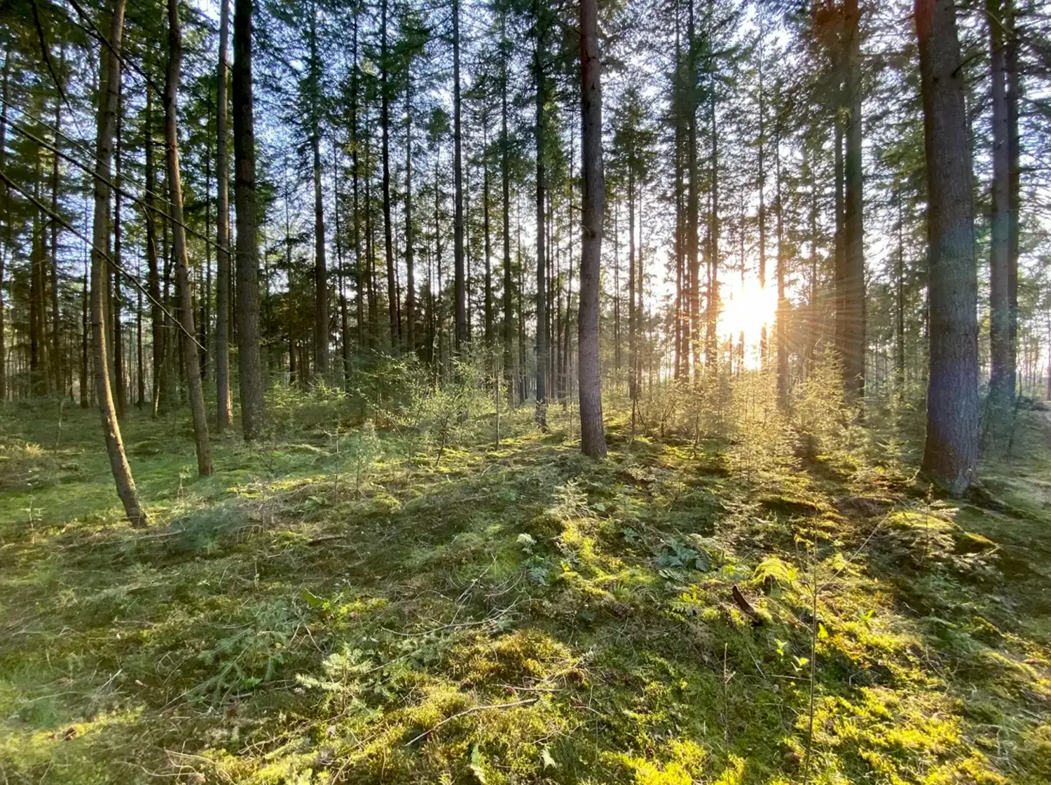Hollandsche Bossen